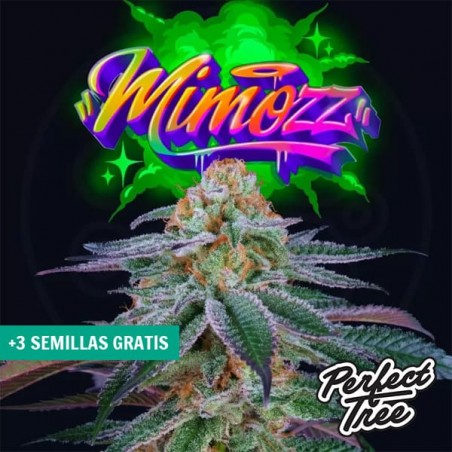 Mimooz de Perfect Tree ➤ Sativa douce et fruitée 🍊| GB