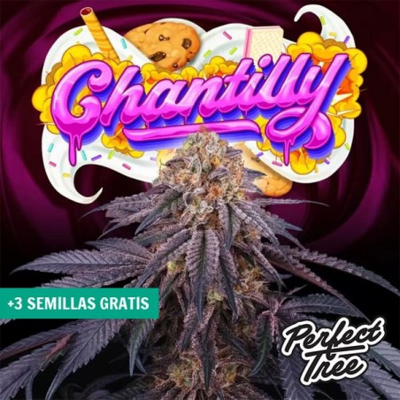 Chantilly de Perfect Tree 🍪🍰 Indica puissante et douce | GB