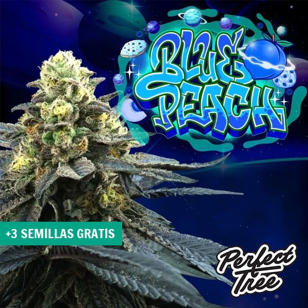 Voir Blue Peach de Perfect Tree 🔵 🍑 - GB The Green Brand