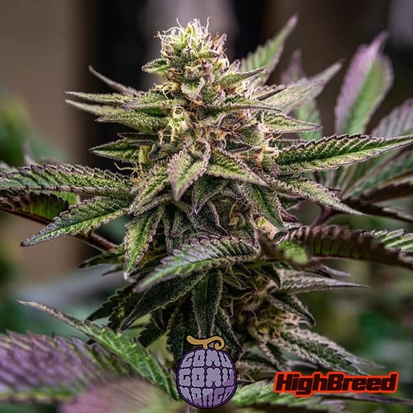 Voir Gomu Gomu Mango