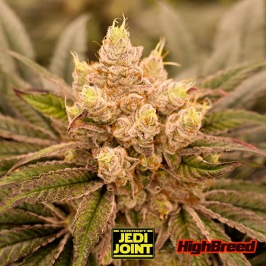 Sherbet Jedi Joint