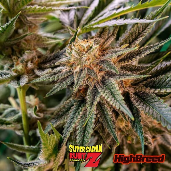 Voir Super Saiyan Runtz