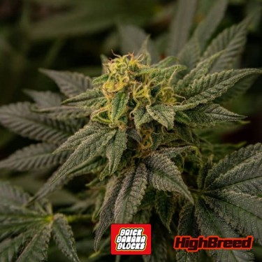 Graines Brick Banana Blocks Auto 🍌🥦- GB The Green Brand