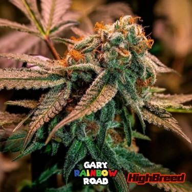 Gary Rainbow Road Auto