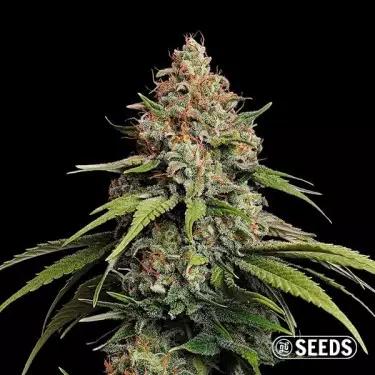 Amnesia Hy-Pro Féminisée ▷ Très productive et puissante