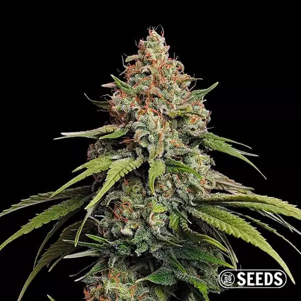 Voir Amnesia Hy-Pro Féminisée ▷ Très productive et puissante