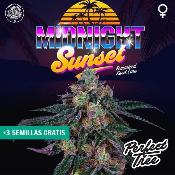 Voir Midnight Sunset