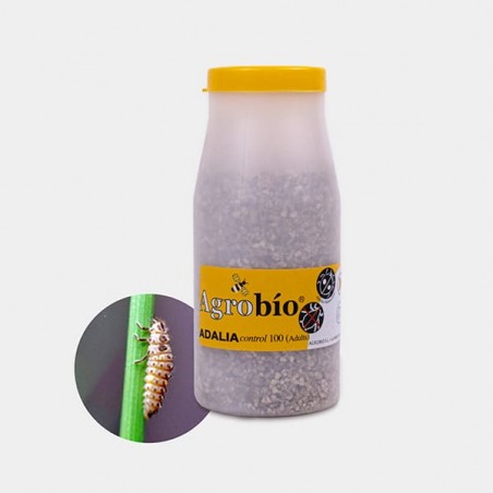 Adalia Control anti-pucerons 【 Coccinelle efficace contre les pucerons 】| GB