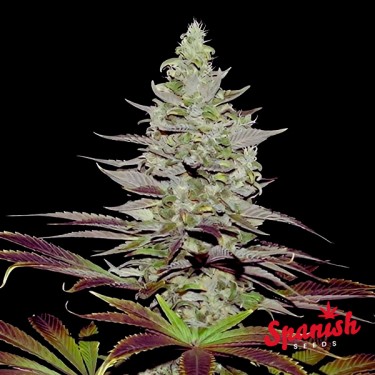 Somango Auto Spanish Seeds