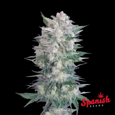 Black Domina x Critical Spanish Seeds
