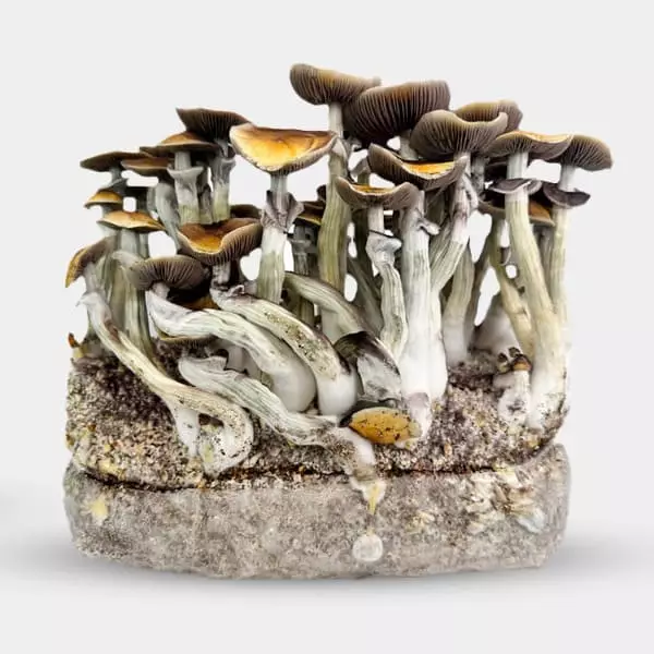 Growbag Jedi Mind Fuck