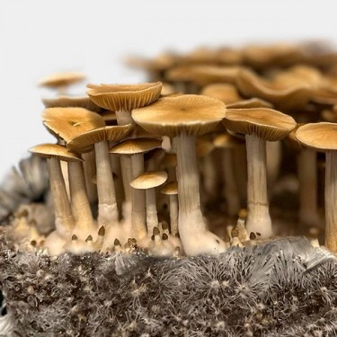 Growbag Blue Magnolia