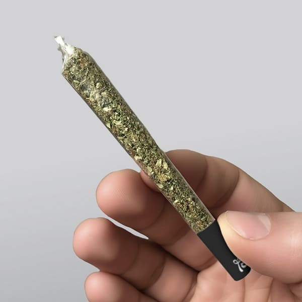 Lion Rolling Circus 4:20 papier transparent - Grow Barato