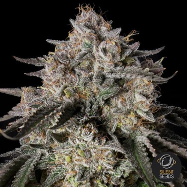 Cherry Essence Silent Seeds