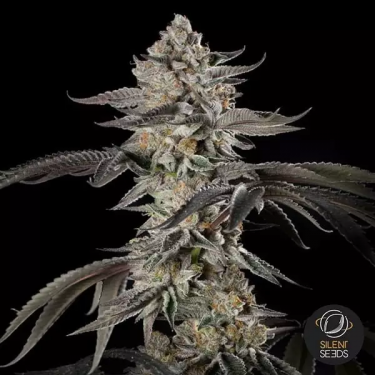 Essence de cerise | Récoltes abondantes et savoureuses