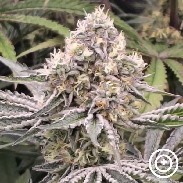 Voir Fillmore Slim de Purple City Genetics