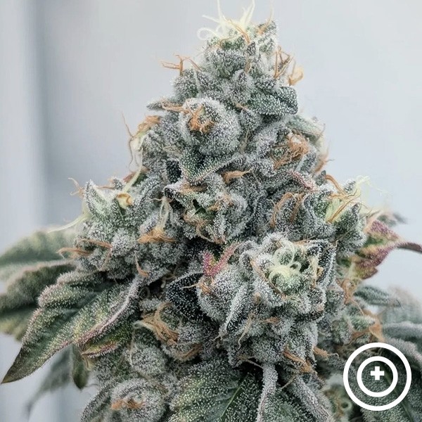 Voir Acid Wash Purple City Genetics