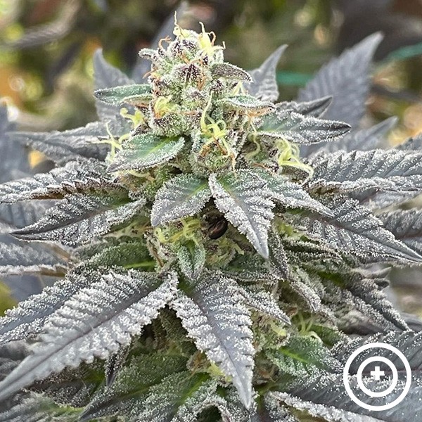 Voir Secret Meetings Purple City Genetics