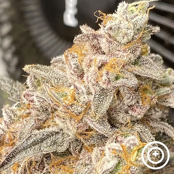 Voir Platinum Bird Purple City Genetics