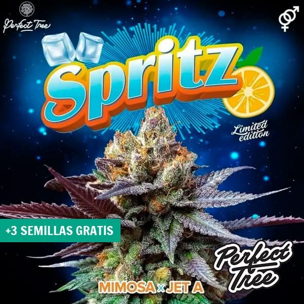 Voir Graines Spritz de Perfect Tree 	▷ Saveur citrique🍋 et fruitée🌸 | GB