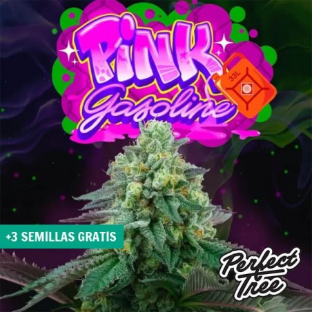 Pink Gasoline 【Génétique primée à la saveur intense】 | GB