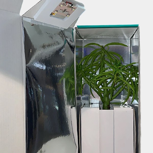 Boîte de transport pour boutures intérieur