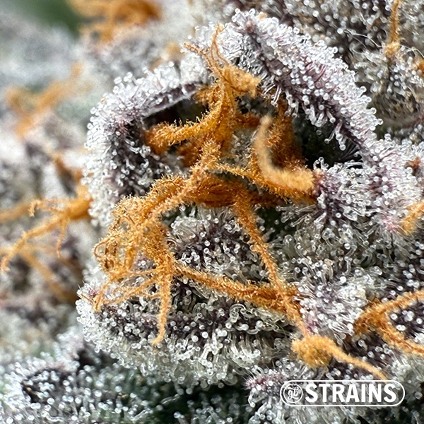 Gelonade, graine féminisée de GB Strains : Agrumes et production extrême