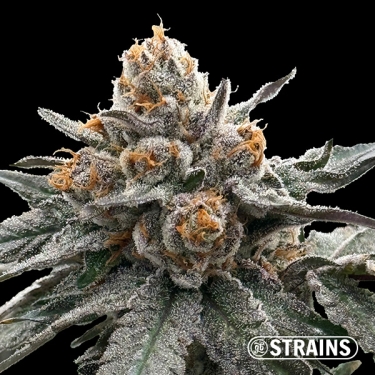 Gelonade, graine féminisée de GB Strains : Agrumes et production extrême