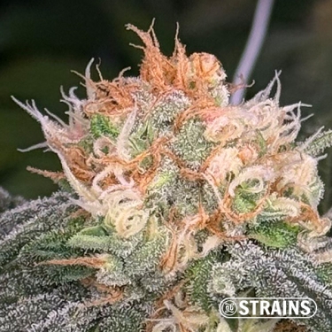 Too Much Papaya : saveur et puissance exceptionnelles avec GB Strains