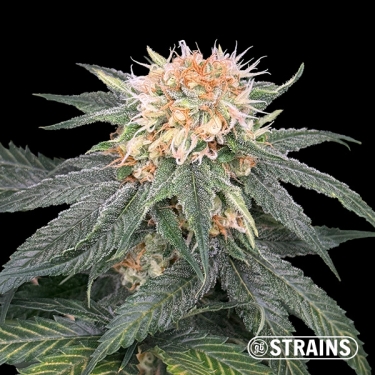 Too Much Papaya : saveur et puissance exceptionnelles avec GB Strains