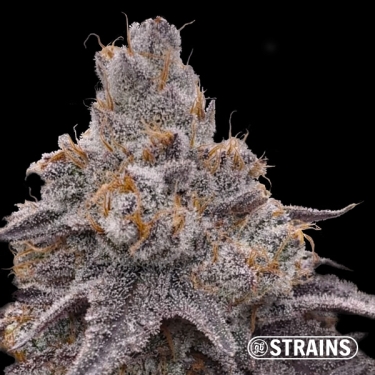 Dulce de Uva – Graines féminisées au goût fruité intense