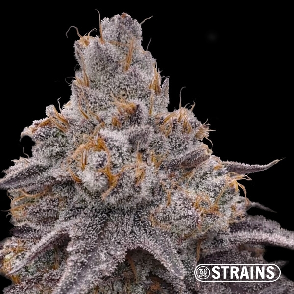 Voir Dulce de Uva – Graines féminisées au goût fruité intense