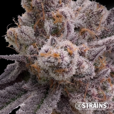 Dulce de Uva – Graines féminisées au goût fruité intense