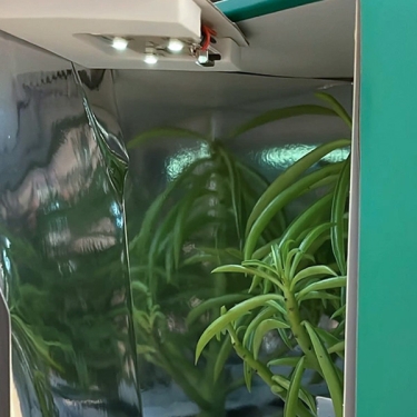 Boîte de transport pour boutures | Expédition sécurisée de plantes