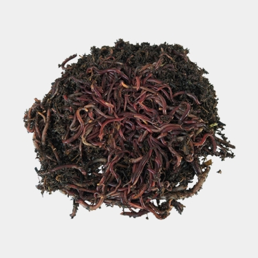 Ver rouge de Californie