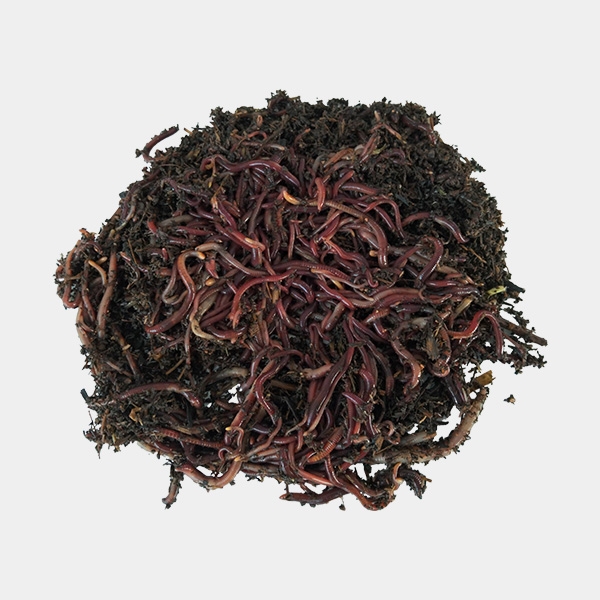 Ver rouge de Californie