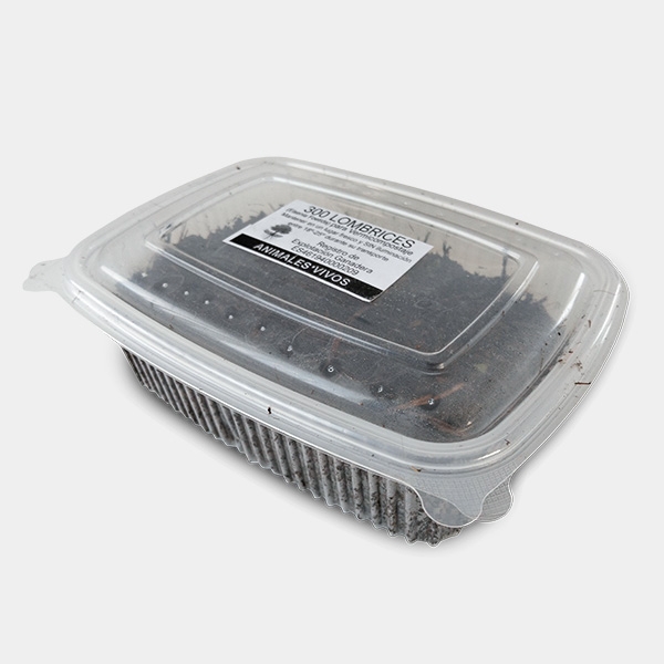 Ver rouge de Californie  fermée