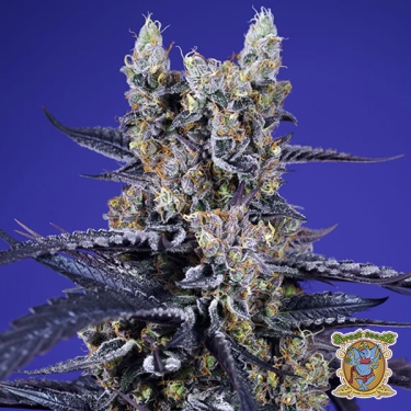 Super Boof XL Auto Sweet Seeds