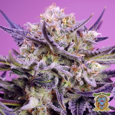Pink Guava F1 Fast Version Sweet Seeds