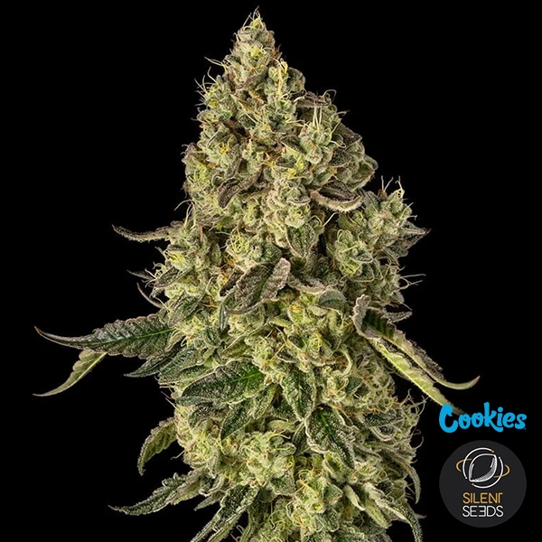 Voir Peach Cake | Silent Seeds & Cookies