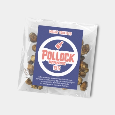 Truffes Tampanensis Pollock : doux Voyage psychédélique 🌈