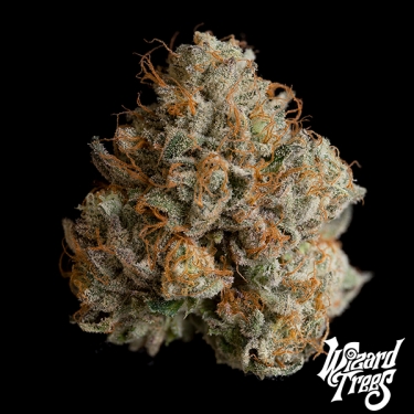 Night Ritual de Wizard Trees