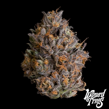 Black Bow de Wizard Trees