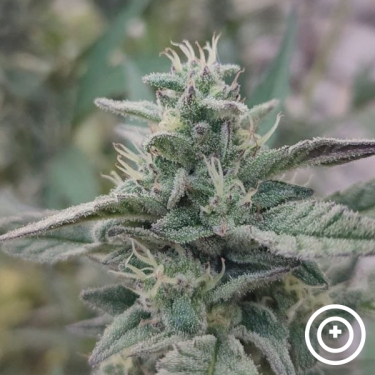 Deep State Purple City Genetics