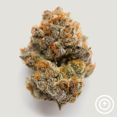 Habibbi Purple City Genetics