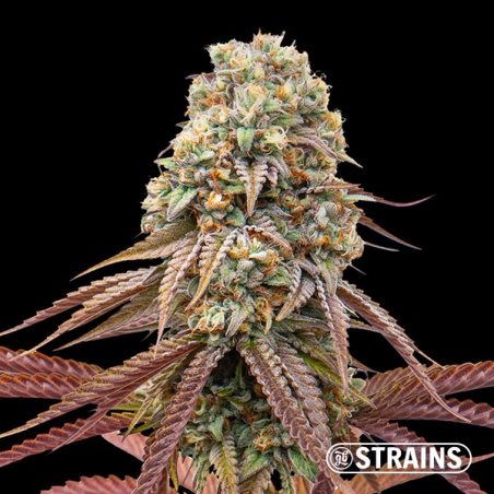 Dulce de Uva Auto : Autofloraison douce et puissante GB Strains