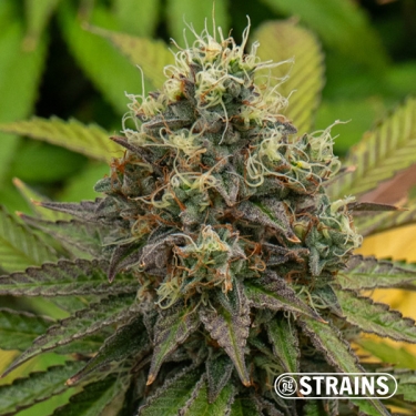 Gelonade Auto GB Strains : Puissante, citronnée et résineuse