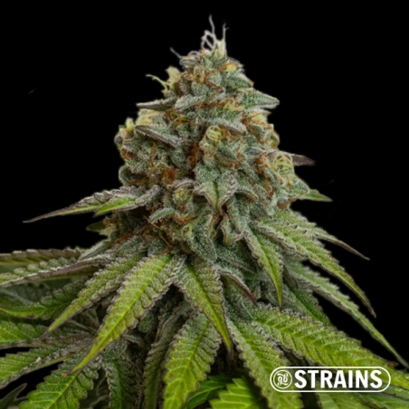 Gelonade Auto GB Strains : Puissante, citronnée et résineuse