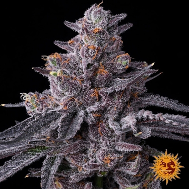 Graines féminisées Zillions de Barney's Farm | Saveur de bonbon