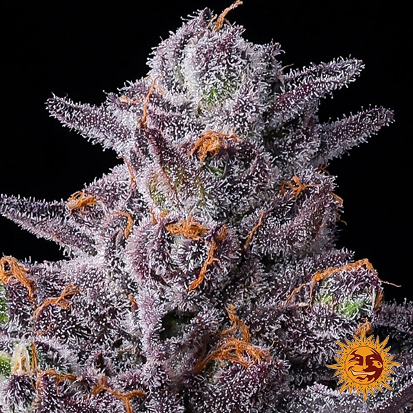 Graines féminisées Zillions de Barney's Farm | Saveur de bonbon